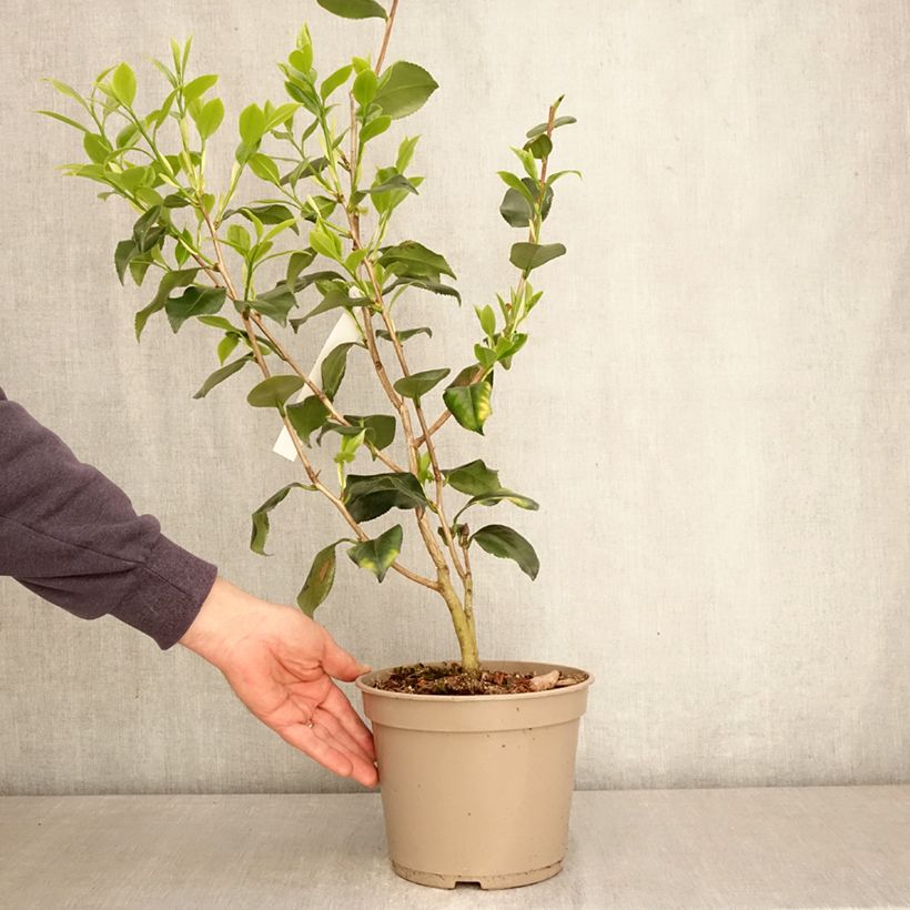 Camellia japonica Betty Foy Sanders 4L/5L pot sample as delivered in spring