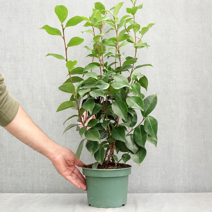 Camellia japonica Bonomiana 3L/4L pot sample as delivered in summer