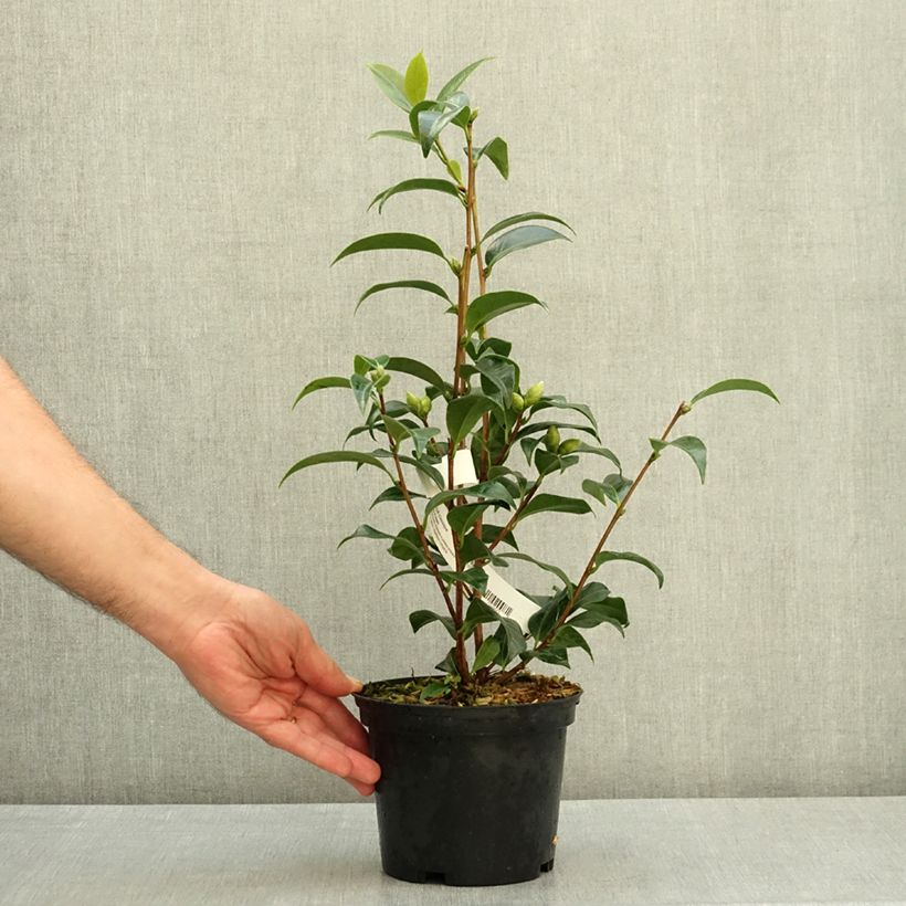 Camellia williamsii Buttons N Bows 2L/3L pot sample as delivered in summer