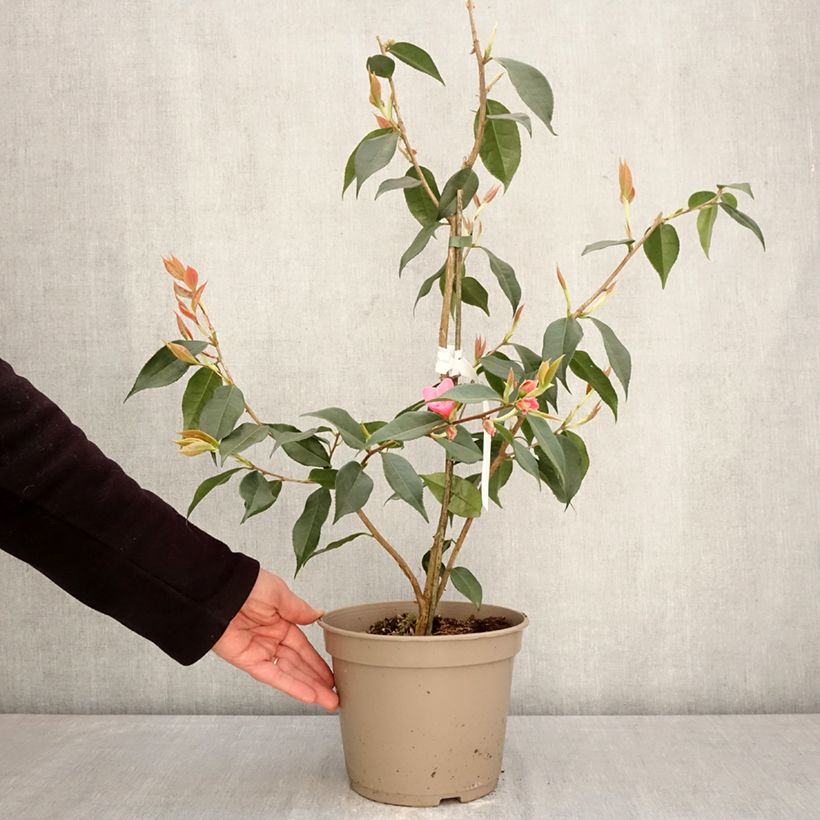 Camellia Crimson Candles 4L/5L pot sample as delivered in spring