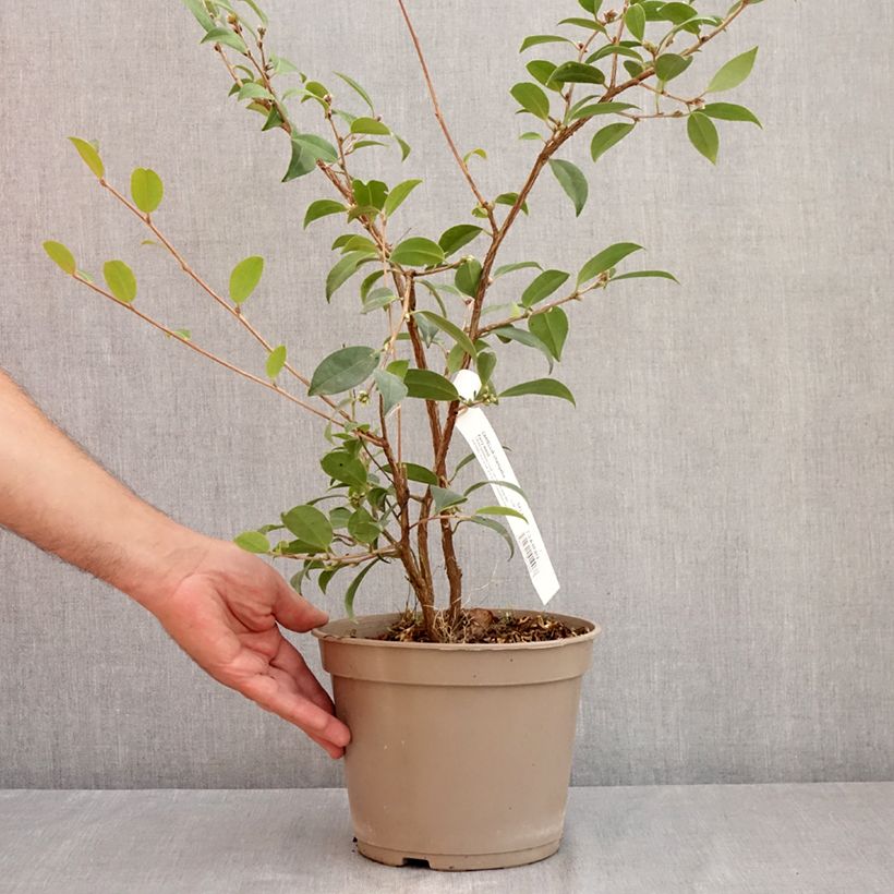 Camellia Fairy Wand 3L/4L pot sample as delivered in summer