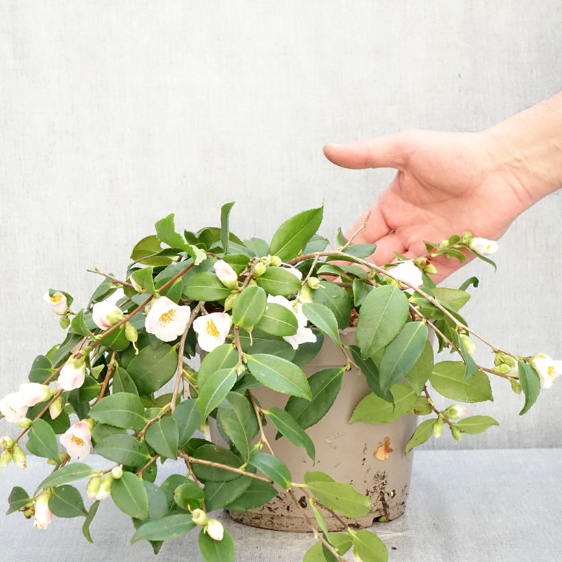 Camellia lutchuensis Quintessence 4L/5L pot sample as delivered in winter