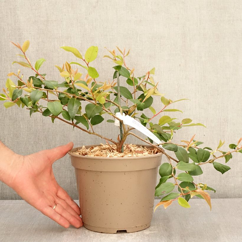 Camellia lutchuensis Quintessence 4L/5L pot sample as delivered in spring