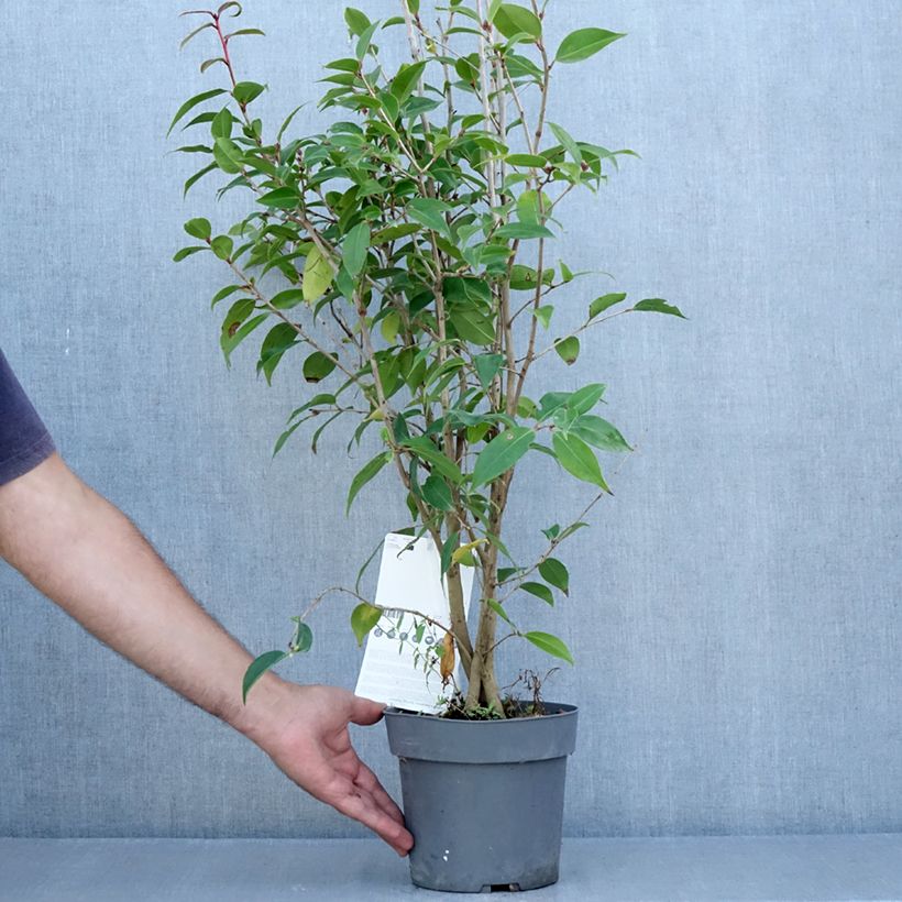 Camellia Spring Festival 3L/4L pot sample as delivered in summer