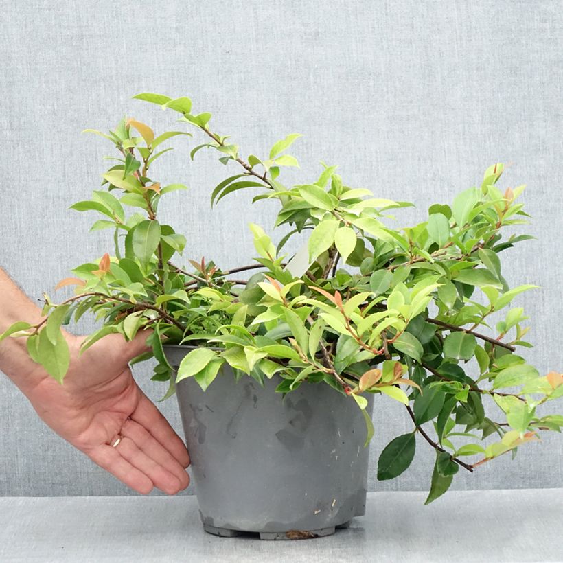 Camellia lutchuensis Sweet Emily Kate 4L/5L pot sample as delivered in summer