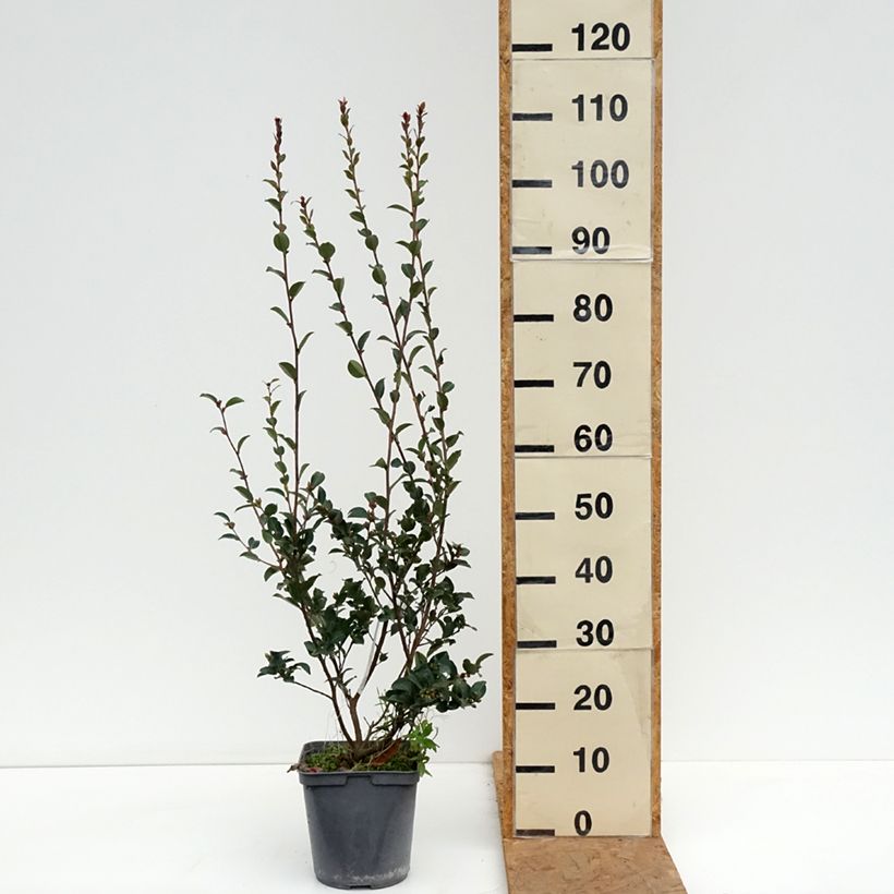 Camellia lutchuensis Fairy Blush 3L/4L pot sample as delivered in autumn