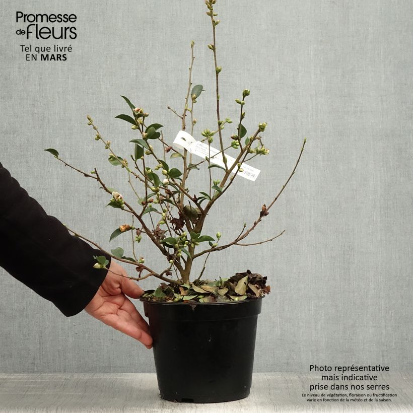 Camellia lutchuensis Fairy Blush 3L/4L pot sample as delivered in spring