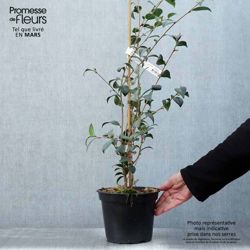 Camellia Gay Baby 4L/5L pot sample as delivered in spring