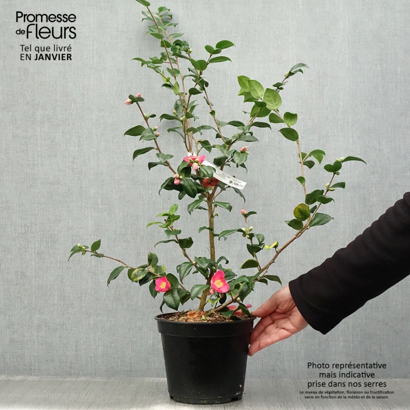 Camellia lutchuensis Koto No Kaori 4L/5L pot sample as delivered in winter