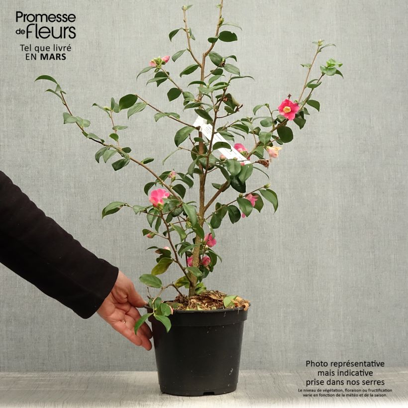 Camellia lutchuensis Koto No Kaori 4L/5L pot sample as delivered in spring