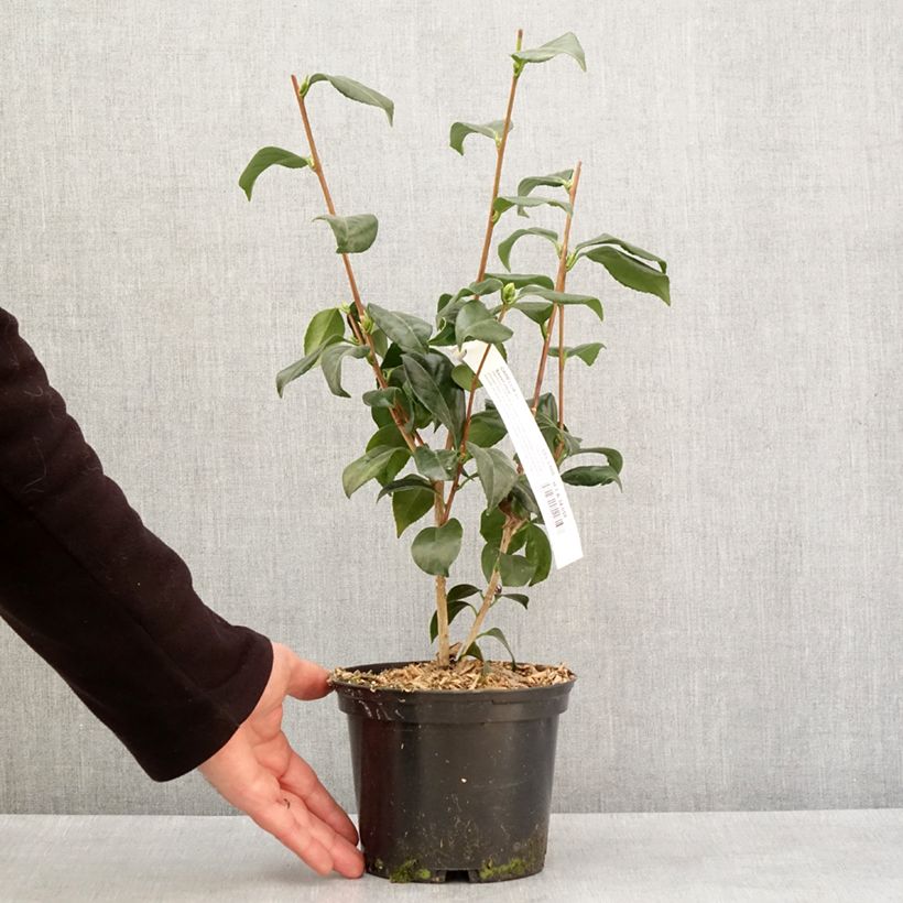 Classic Camellia - Camellia japonica Sweet Olive 2L/3L pot sample as delivered in winter