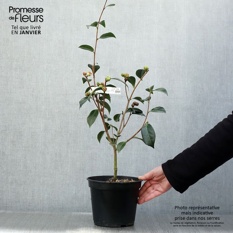 Camellia  williamsii Spring Daze 4L/5L pot sample as delivered in winter