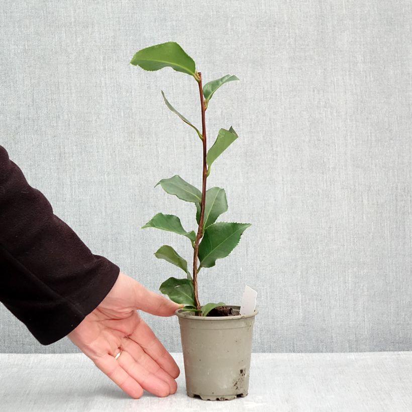 Camellia japonica Coquetti 8/9 cm pot sample as delivered in autumn