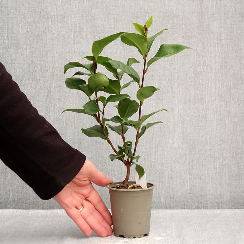 Camellia japonica Coquetti 8/9 cm pot sample as delivered in winter