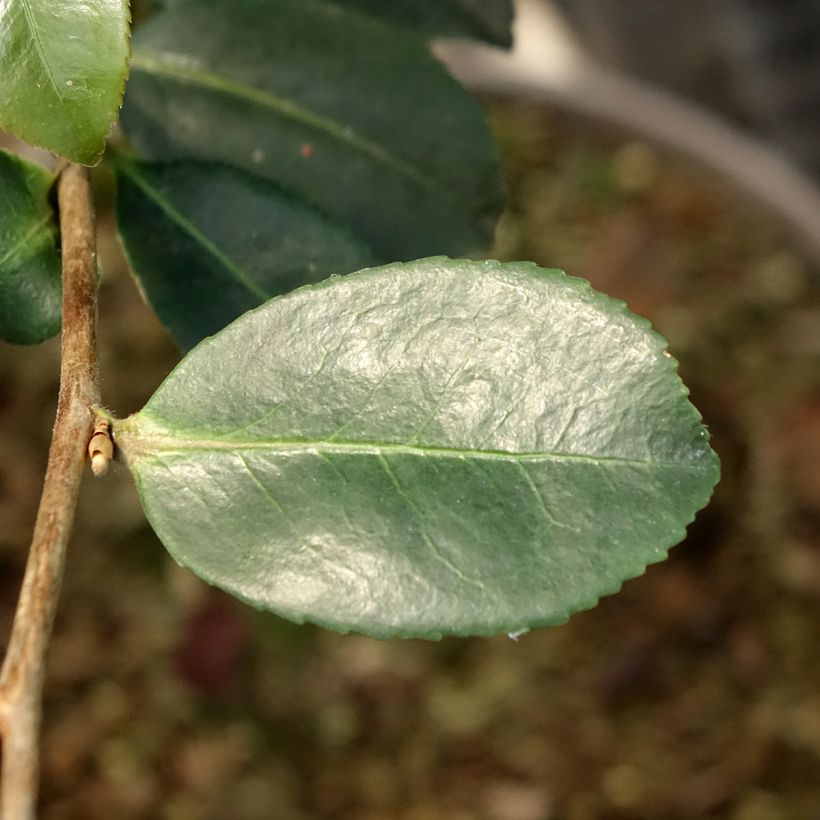 Camellia sasanqua Ashtar (Foliage)