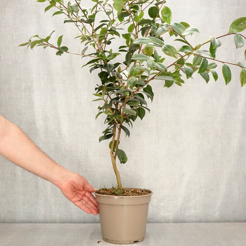 Camellia sasanqua Ashtar 4L/5L pot sample as delivered in spring