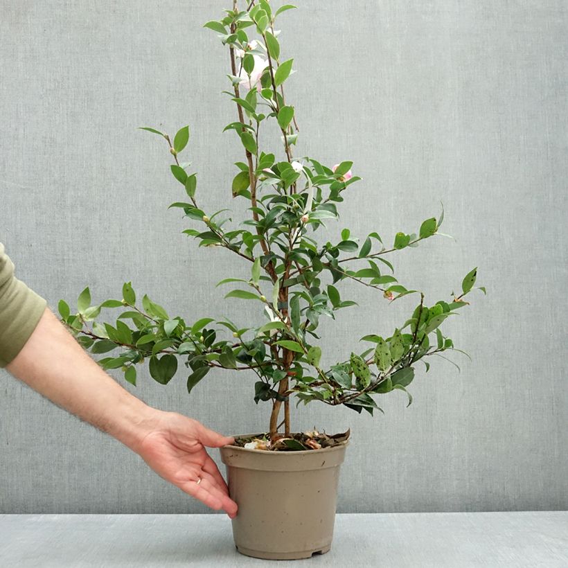 Camellia sasanqua Blush 4L/5L pot sample as delivered in autumn