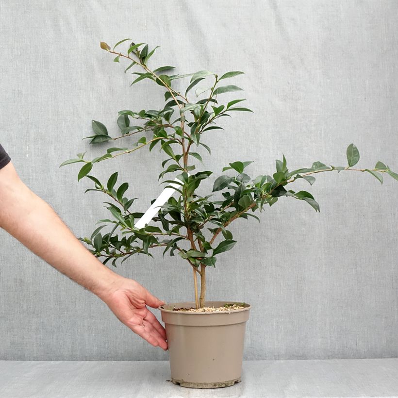 Camellia sasanqua Early Pearly 4L/5L pot sample as delivered in summer