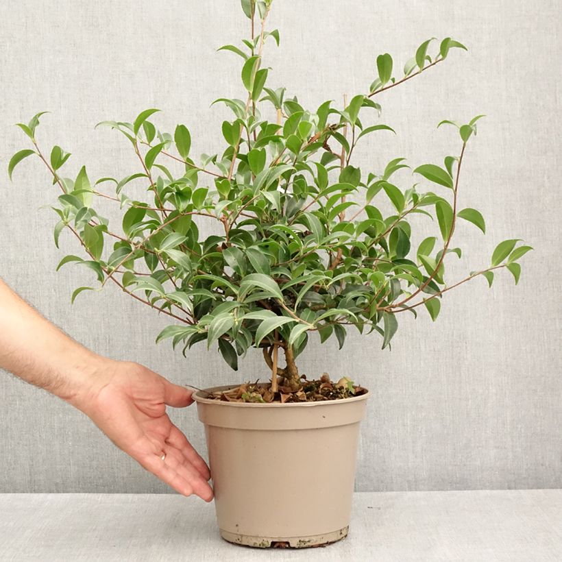 Camellia sasanqua Frosted Star 4L/5L pot sample as delivered in summer