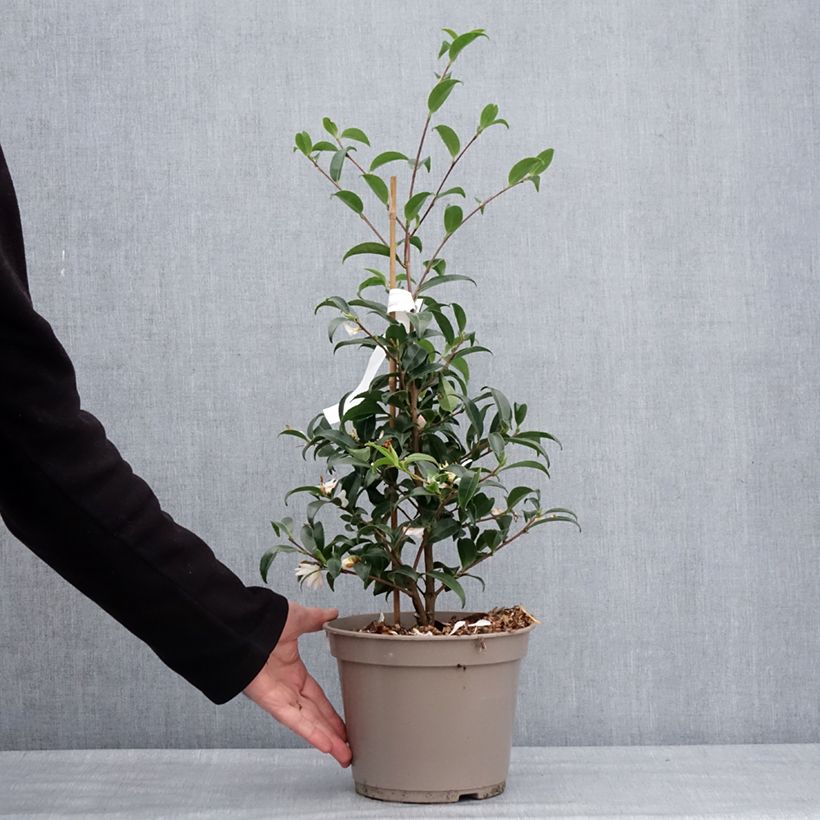 Camellia sasanqua Frosted Star 4L/5L pot sample as delivered in winter