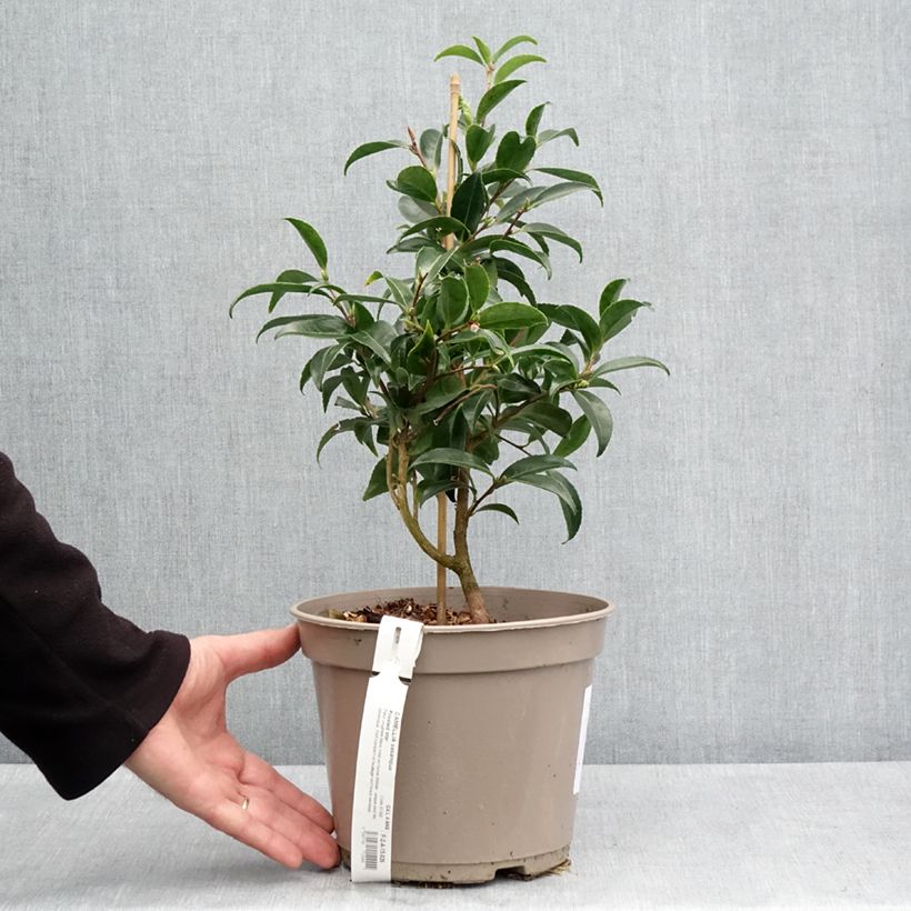 Camellia sasanqua Frosted Star 4L/5L pot sample as delivered in spring