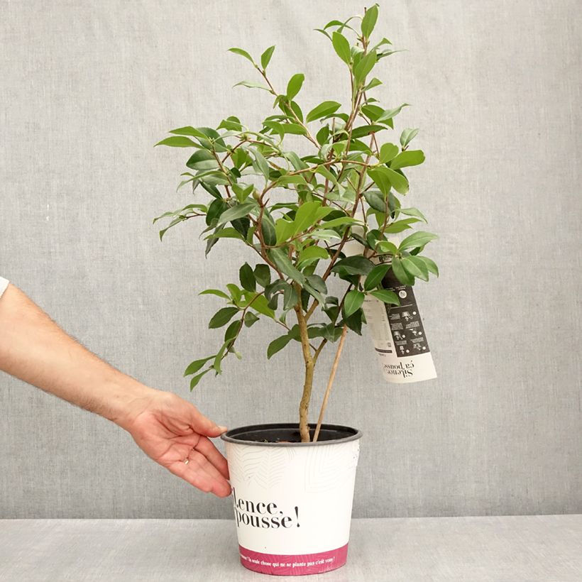 Camellia sasanqua Hinode-Gumo 4L/5L pot sample as delivered in summer