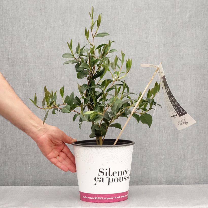 Camellia sasanqua Hinode-Gumo 4L/5L pot sample as delivered in spring