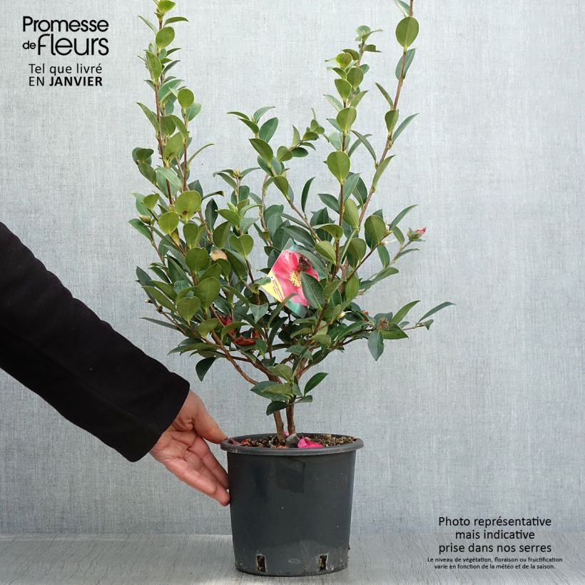 Camellia sasanqua Kanjiro 3L/4L pot sample as delivered in winter