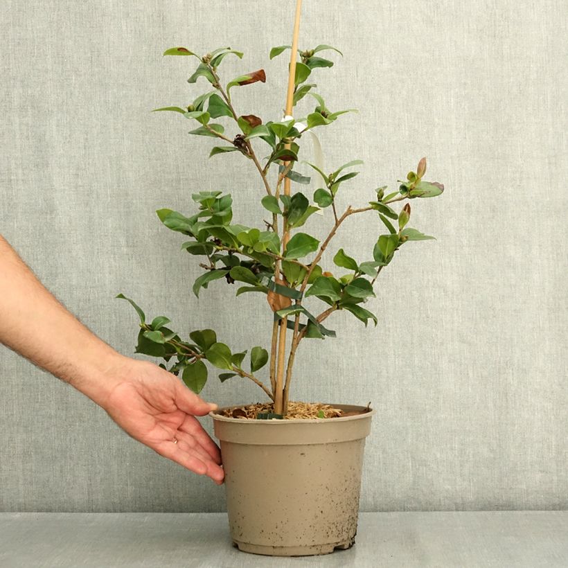Camellia hiemalis Bonanza 3L/4L pot sample as delivered in summer