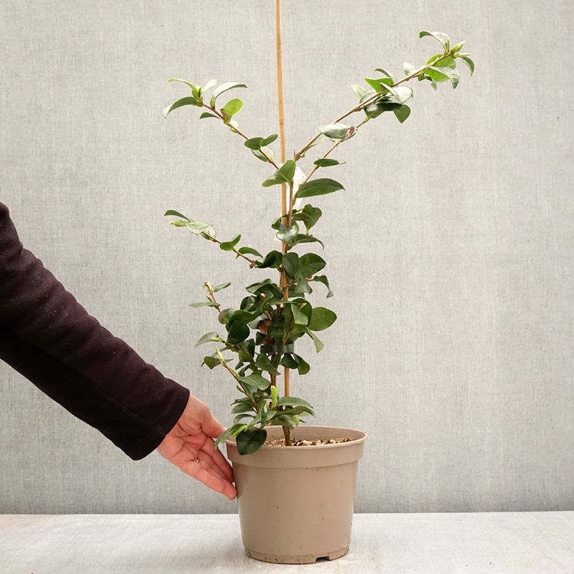 Camellia hiemalis Bonanza 3L/4L pot sample as delivered in spring