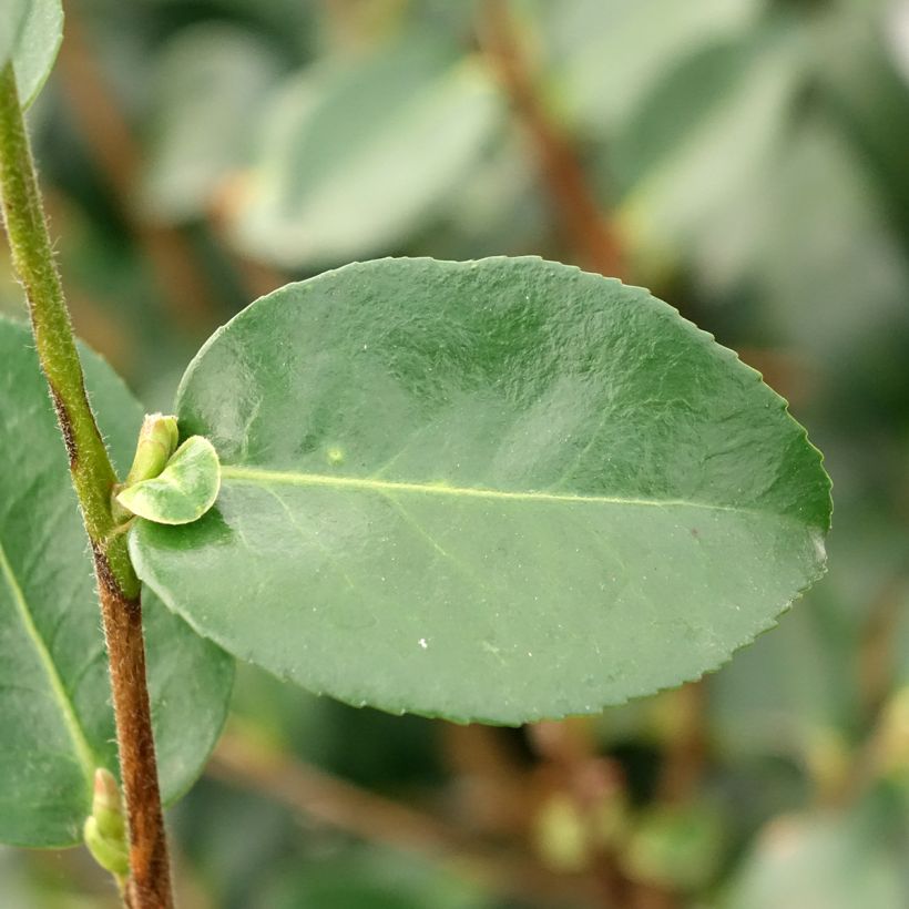 Camellia sasanqua Hiryu (Foliage)