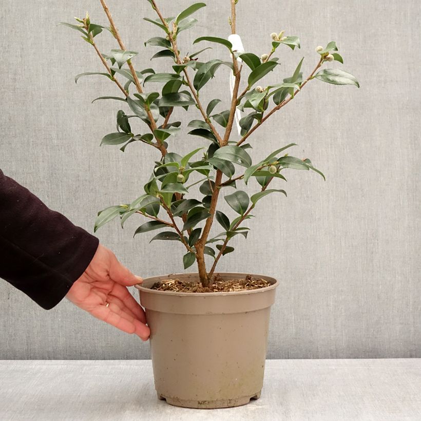 Camellia sasanqua Hiryu 4L/5L pot sample as delivered in spring
