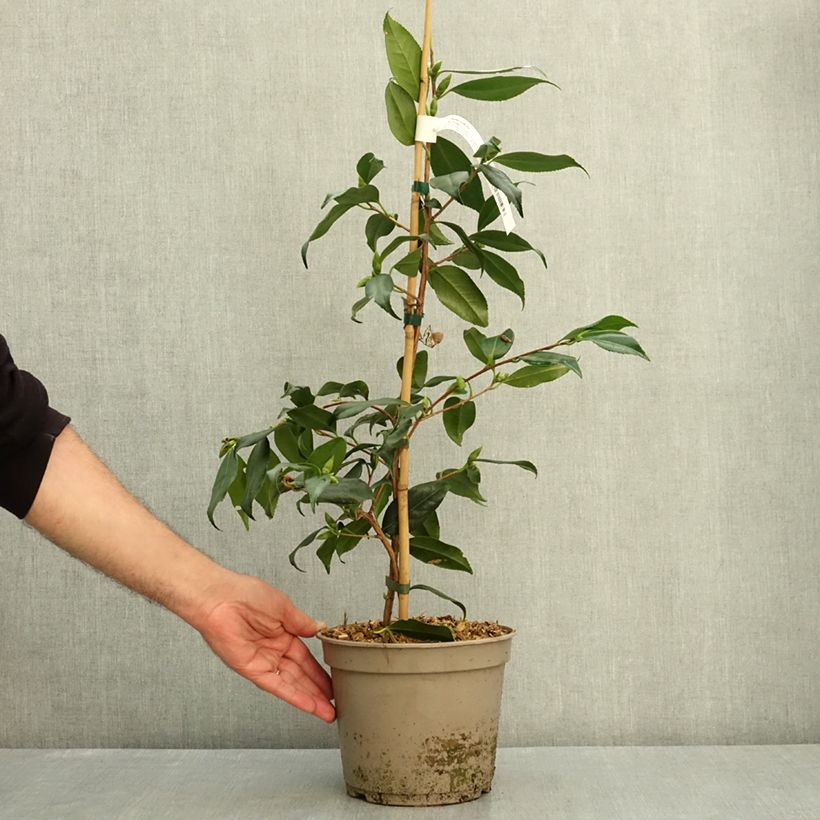 Camellia sasanqua Île Vierge 4L/5L pot sample as delivered in summer
