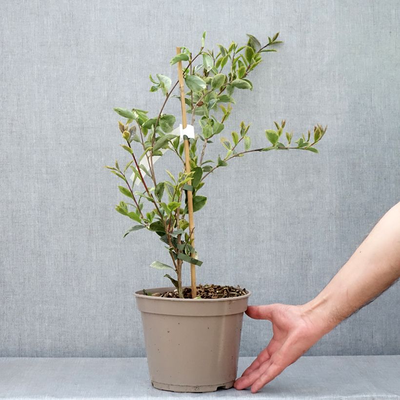 Camellia sasanqua Variegata 4L/5L pot sample as delivered in spring