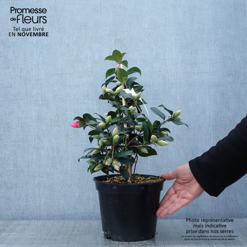 Camellia  williamsii Donation 4L/5L pot sample as delivered in autumn