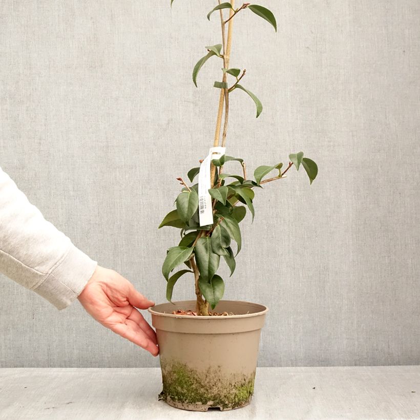 Camellia japonica Donckelarii 4L/5L pot sample as delivered in spring