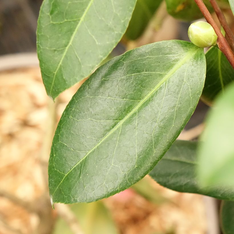 Camellia japonica Donckelarii (Foliage)
