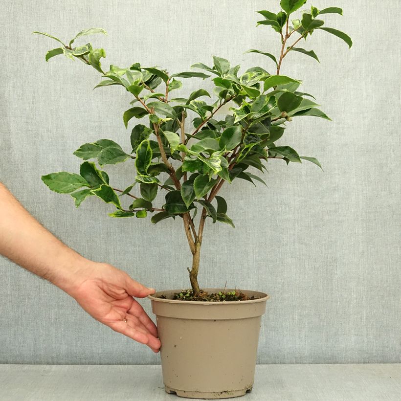Camellia japonica Painter's Palette - Japanese Camellia 4L/5L pot sample as delivered in summer