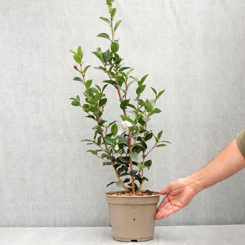 Camellia reticulata Fiesta Grande 3L/4L pot sample as delivered in summer