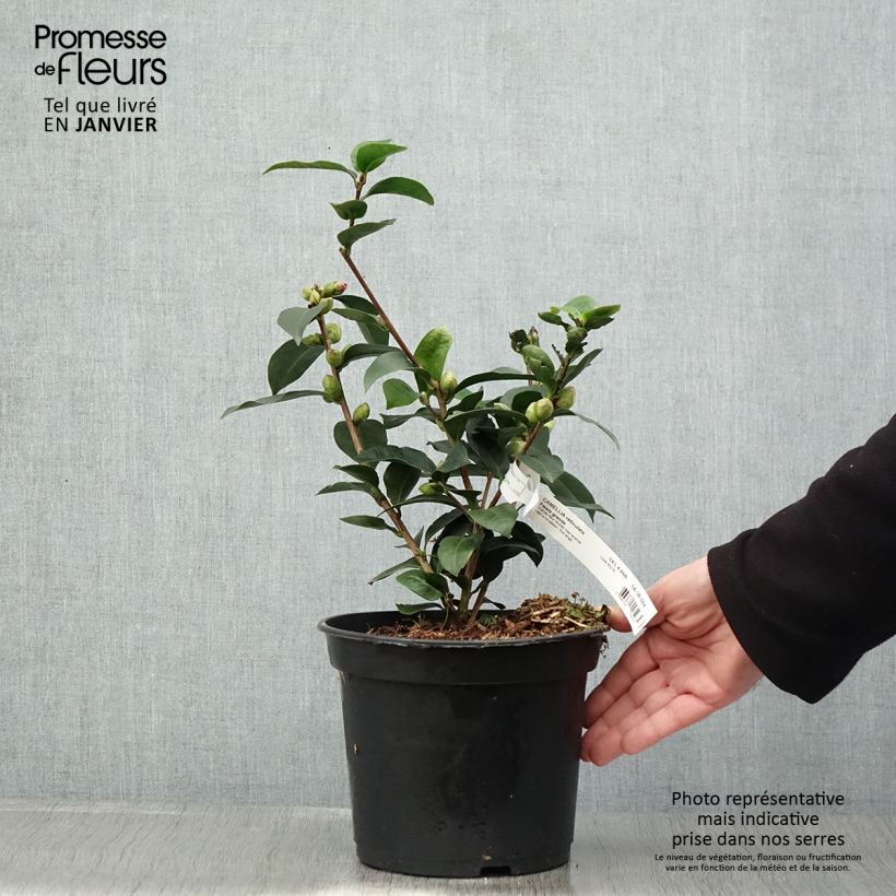 Camellia reticulata Fiesta Grande 3L/4L pot sample as delivered in winter