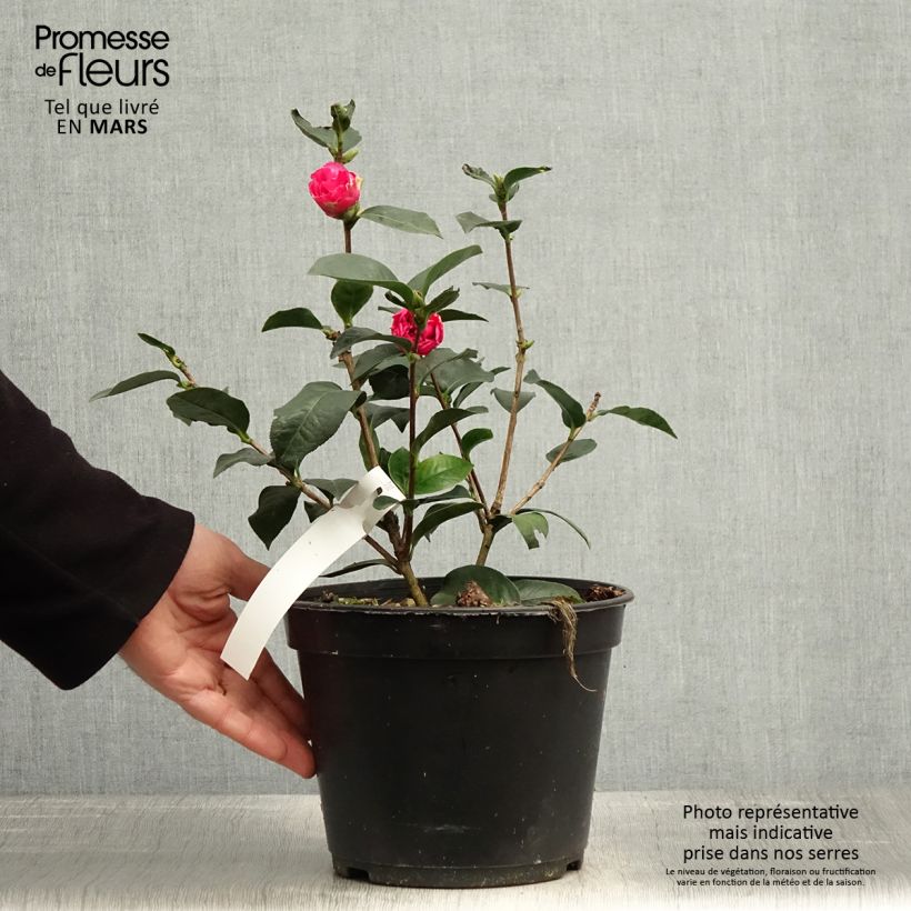 Camellia reticulata Fiesta Grande 3L/4L pot sample as delivered in spring
