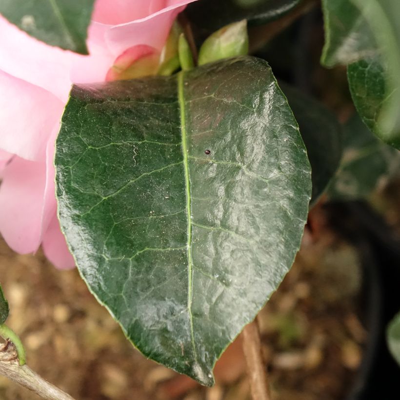 Camellia Nicky Crisp (Foliage)