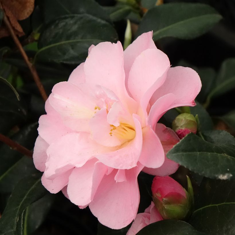 Camellia Nicky Crisp (Flowering)