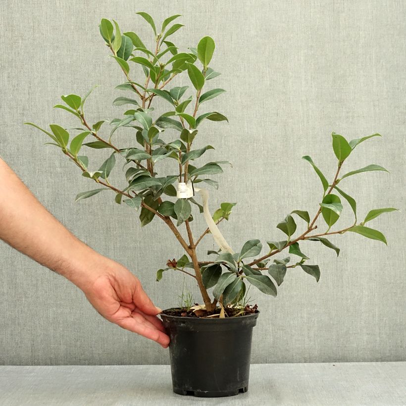 Camellia Nicky Crisp 2L/3L pot sample as delivered in summer