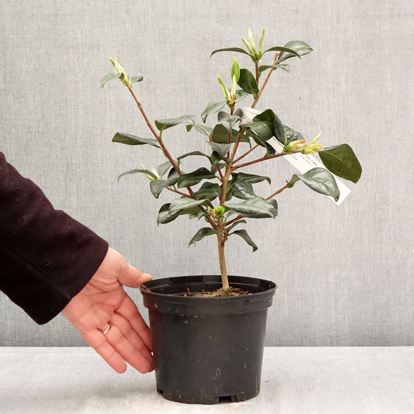 Camellia Nicky Crisp 2L/3L pot sample as delivered in spring