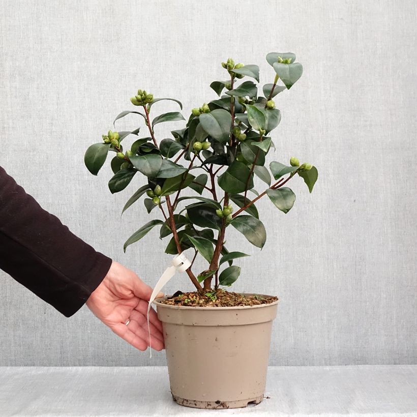 Camellia japonica Il Gioiello 4L/5L pot sample as delivered in autumn