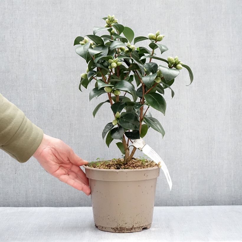 Camellia japonica Il Gioiello 4L/5L pot sample as delivered in winter