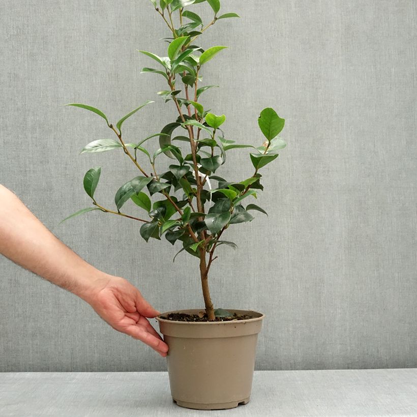 Camellia japonica Il Gioiello 4L/5L pot sample as delivered in spring
