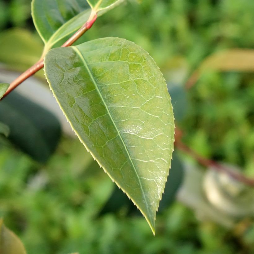 Camellia Inspiration  (Foliage)