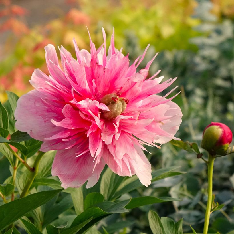 Camellia Inspiration  (Flowering)